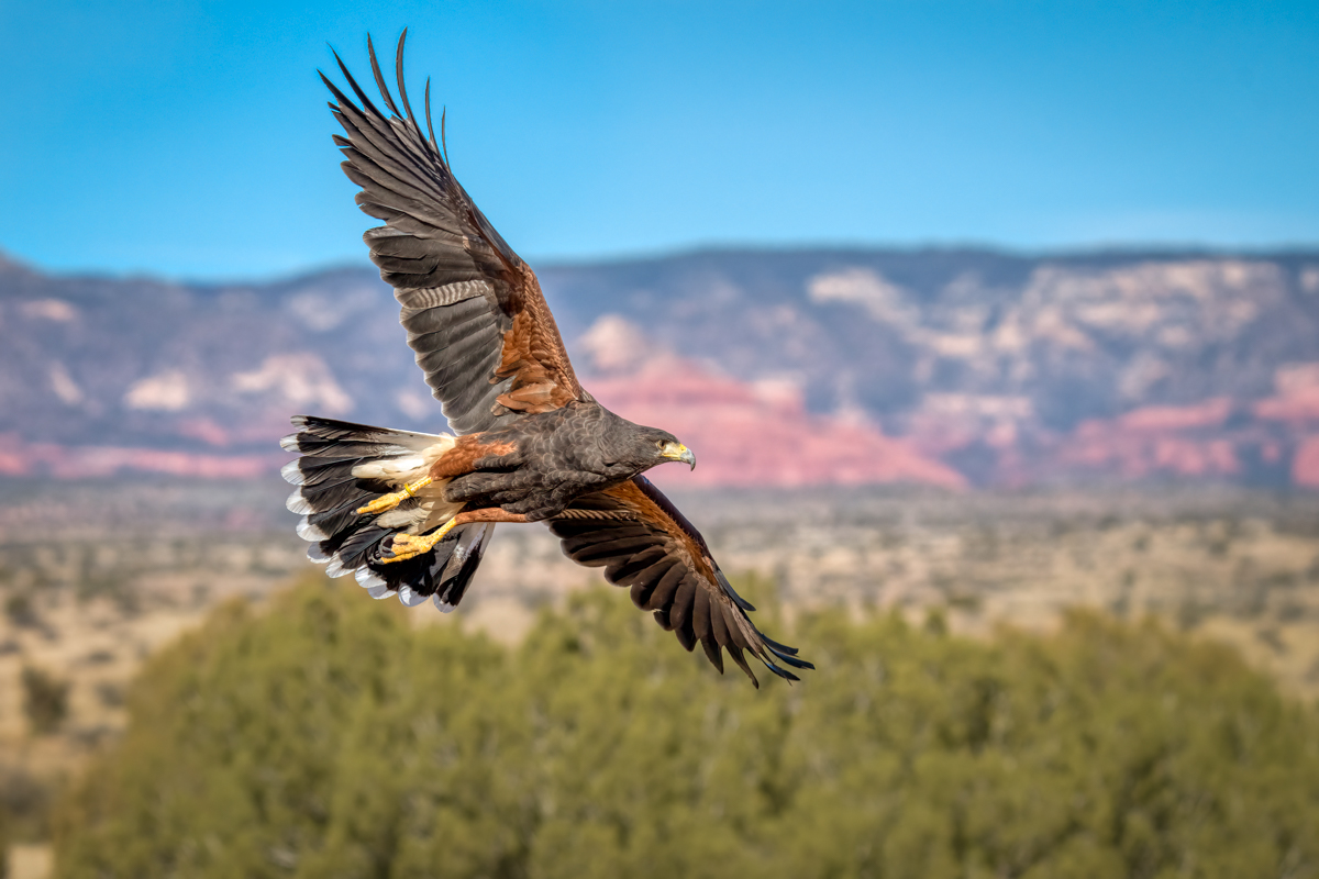 Harris's Hawk-00116-Edit.jpg