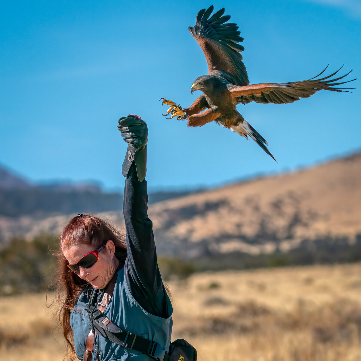 Harris's Hawk-6714-Edit.jpg