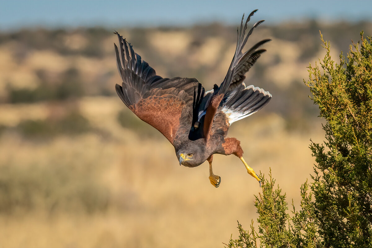 Harris's Hawk-7191-Edit.jpg