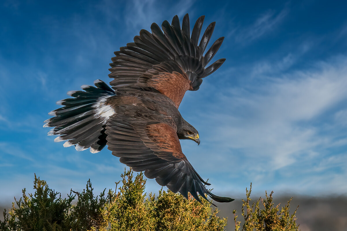 Harris's Hawk-7485-Edit.jpg