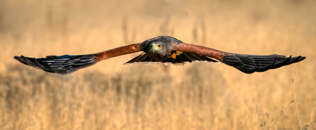 Harris's Hawk-7549-Edit.jpg