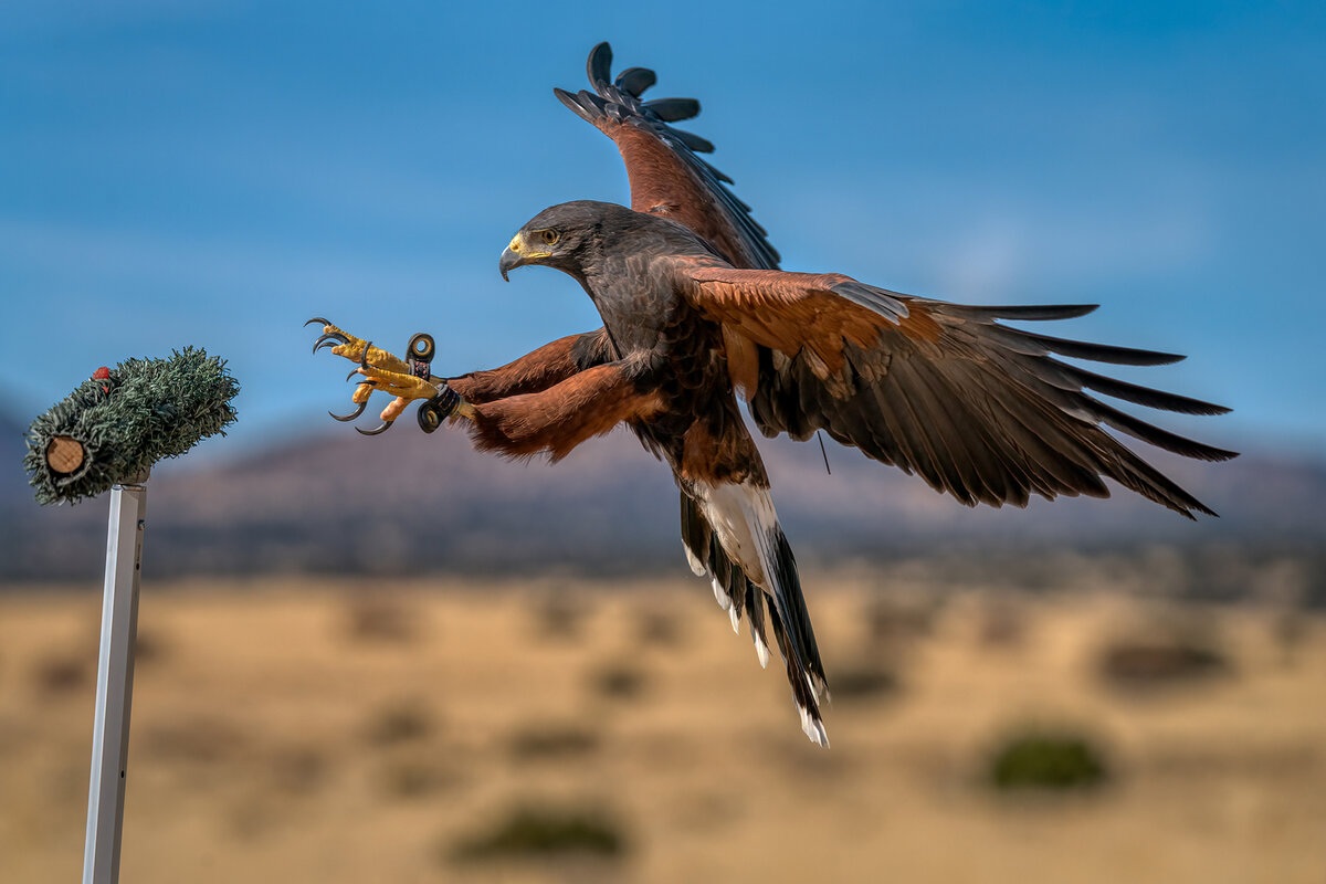 Harris's Hawk-8188-Edit.jpg
