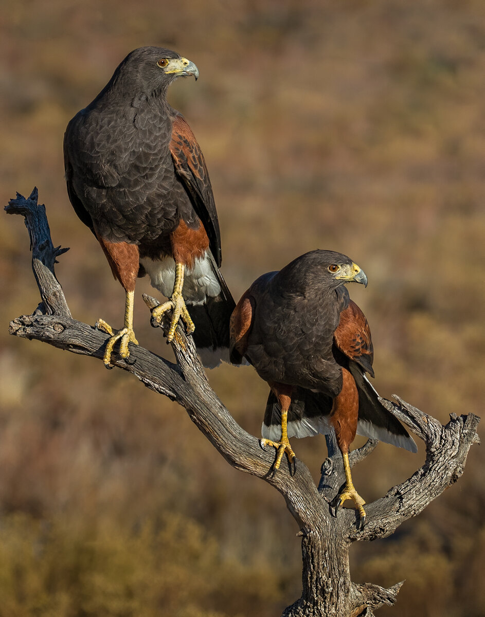 Harris's hawk--9481-Edit-Edit.jpg