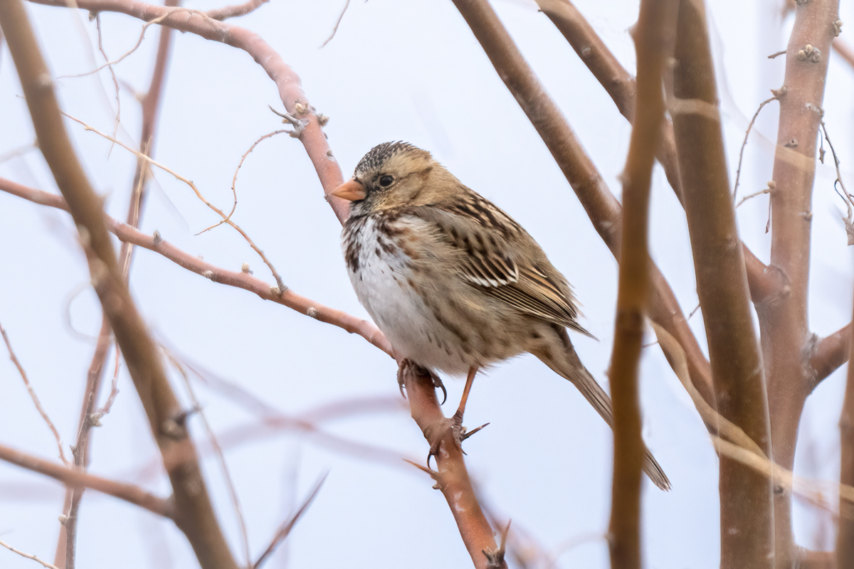 Harris's sparrow-06613-Edit.jpg