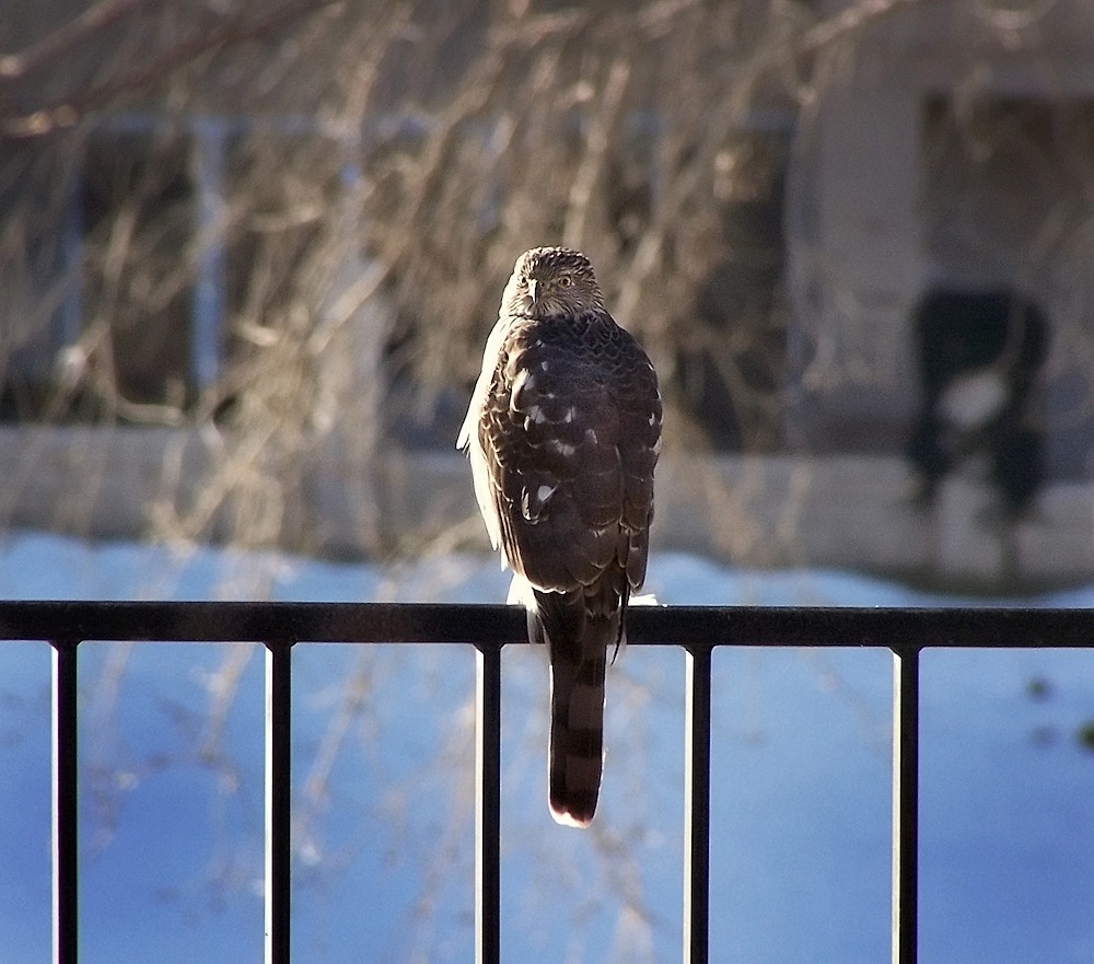 Hawk.jpg