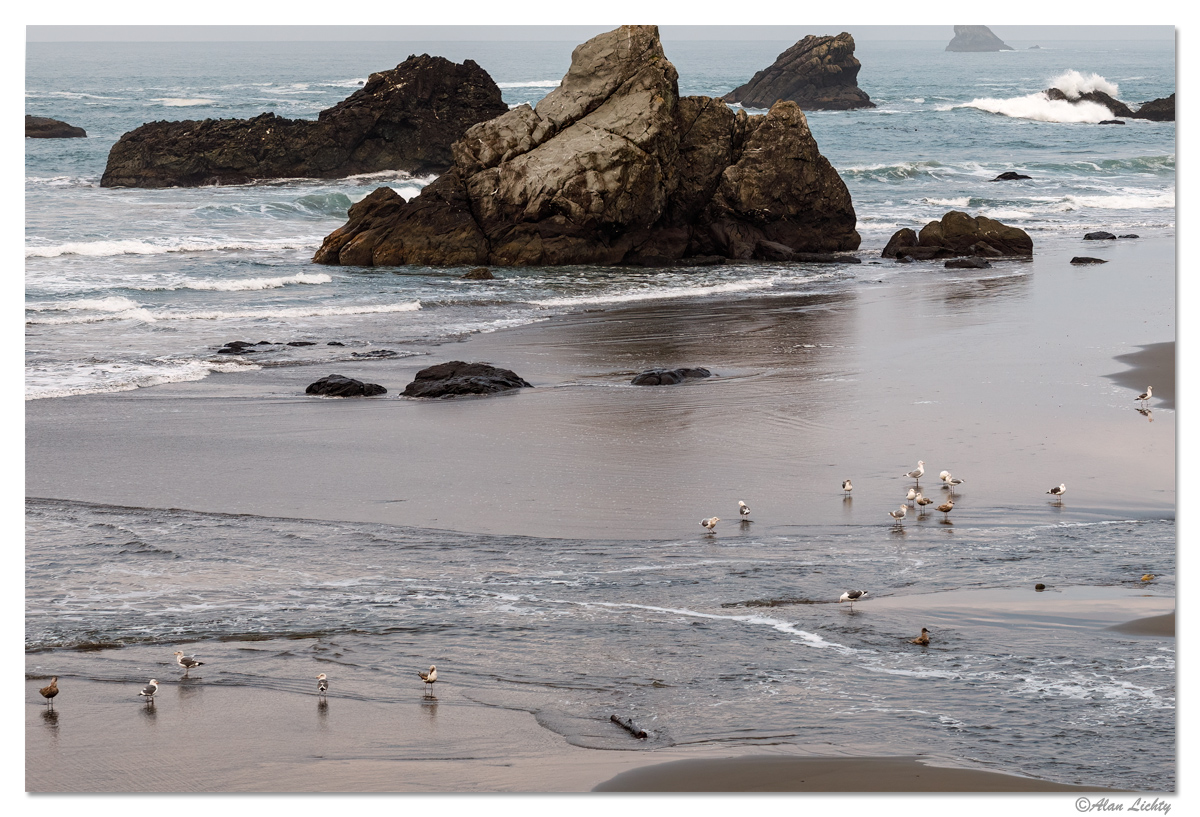 HBSP-BirdsOnABeach2.jpg