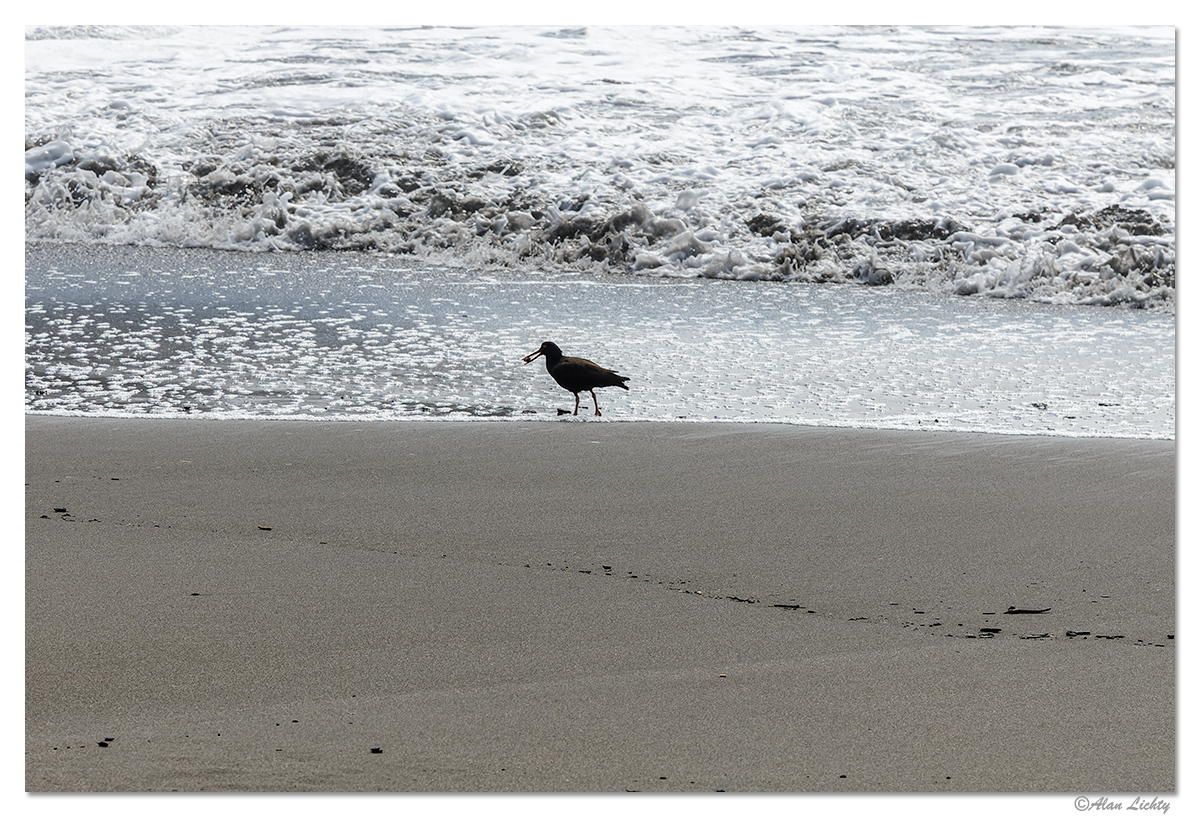 HBSP-OysterCatcher3.jpg