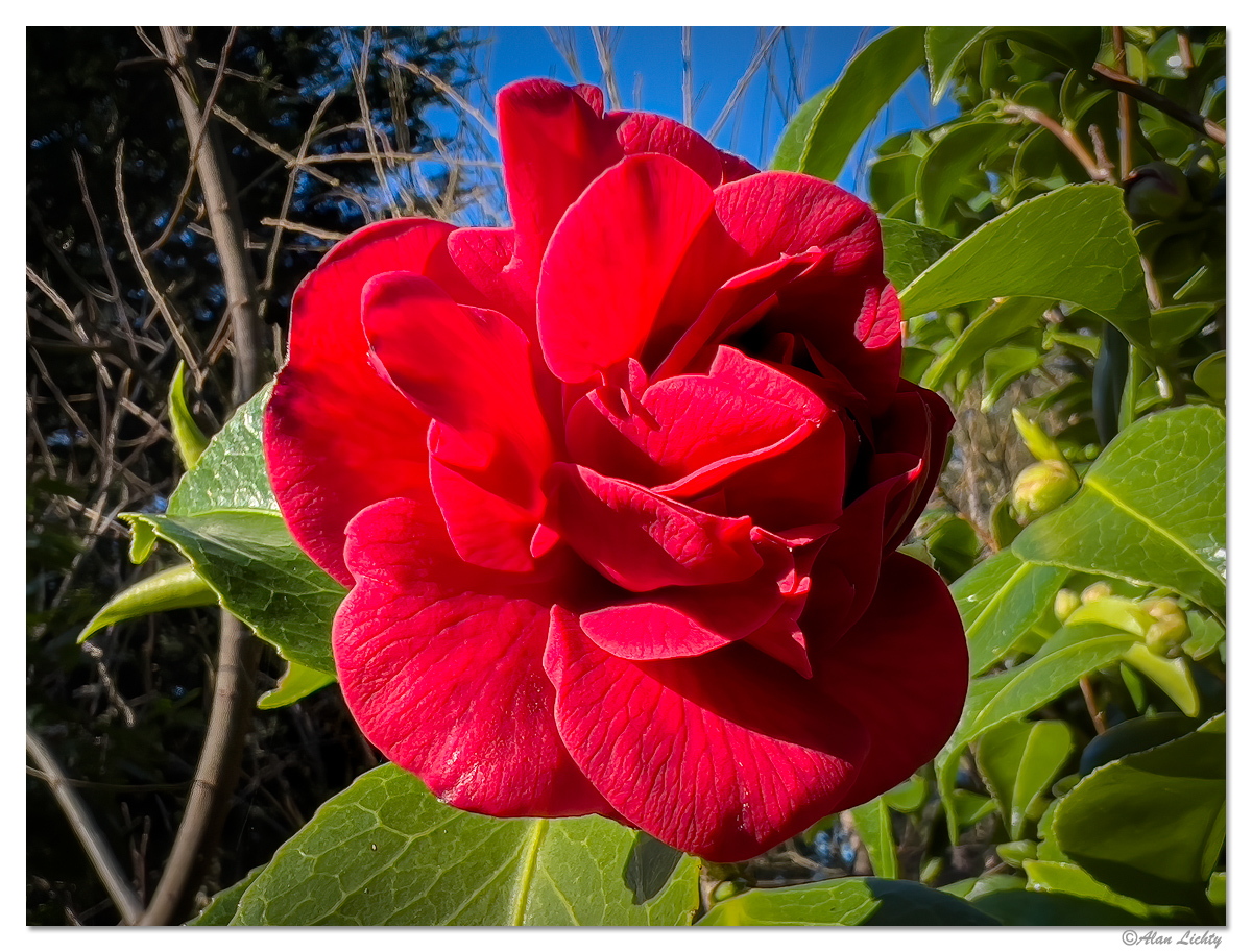 HBSP-WCamelia.jpg