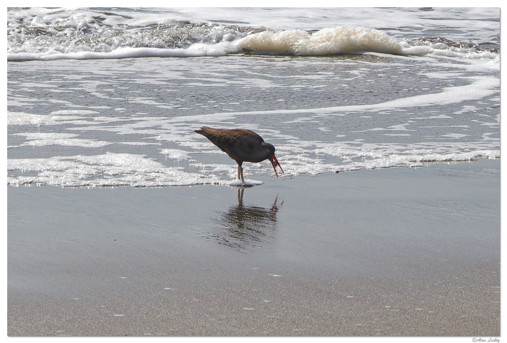 HBSP_OysterCatcher031522.jpg