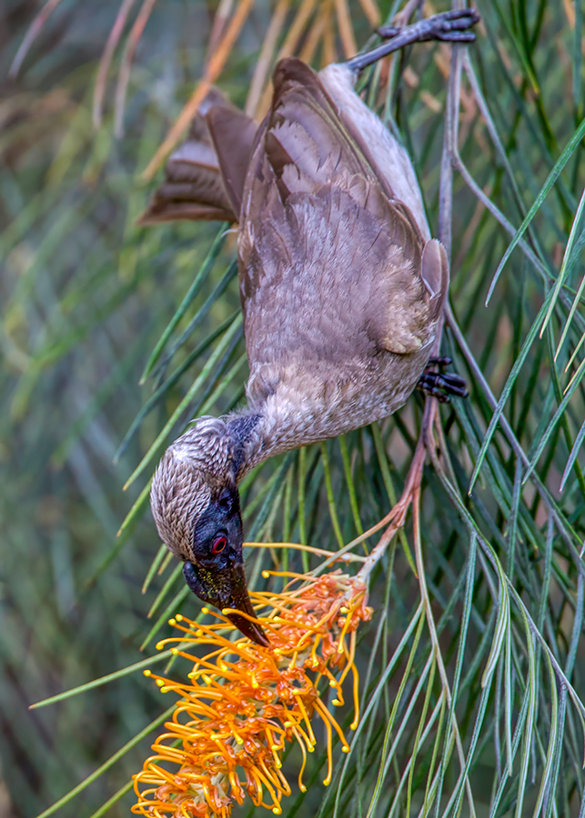 Helmeted Friarbird.jpg