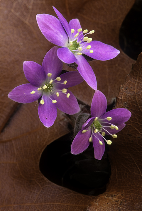 Hepatica. Moraine Hills State Park, IL.jpg