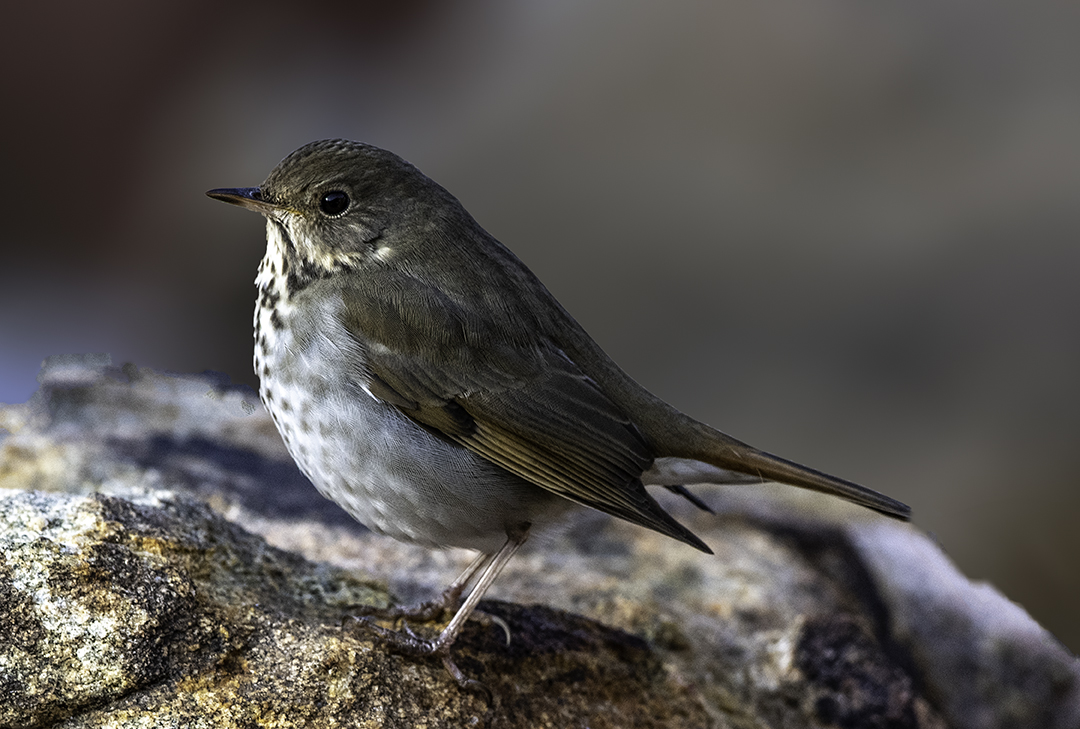 Hermit Thrush on a rock.jpg