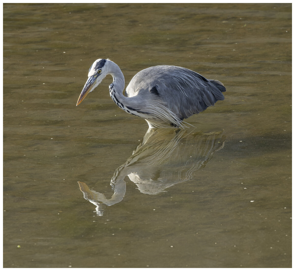 Heron.jpg