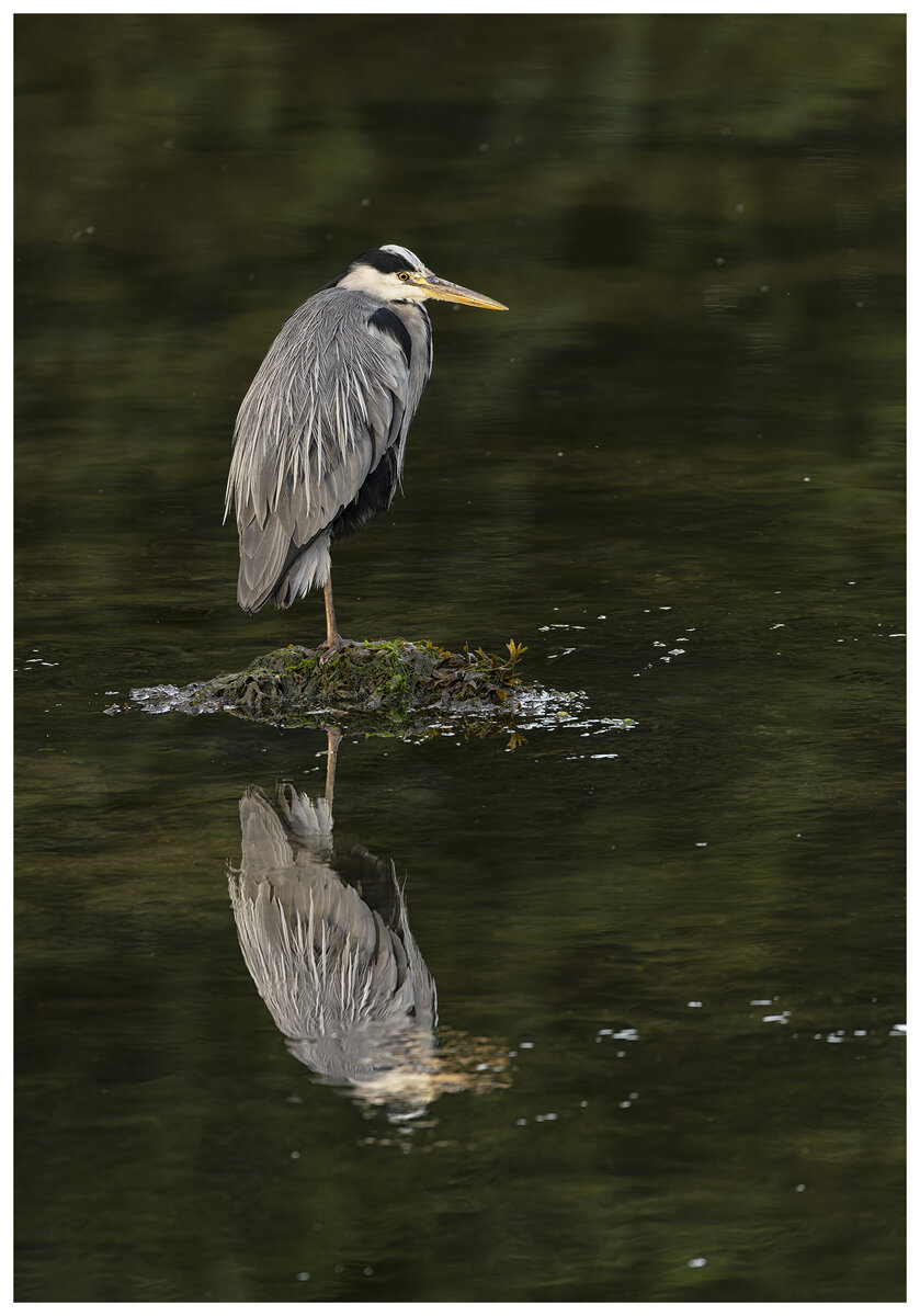 heron.jpg