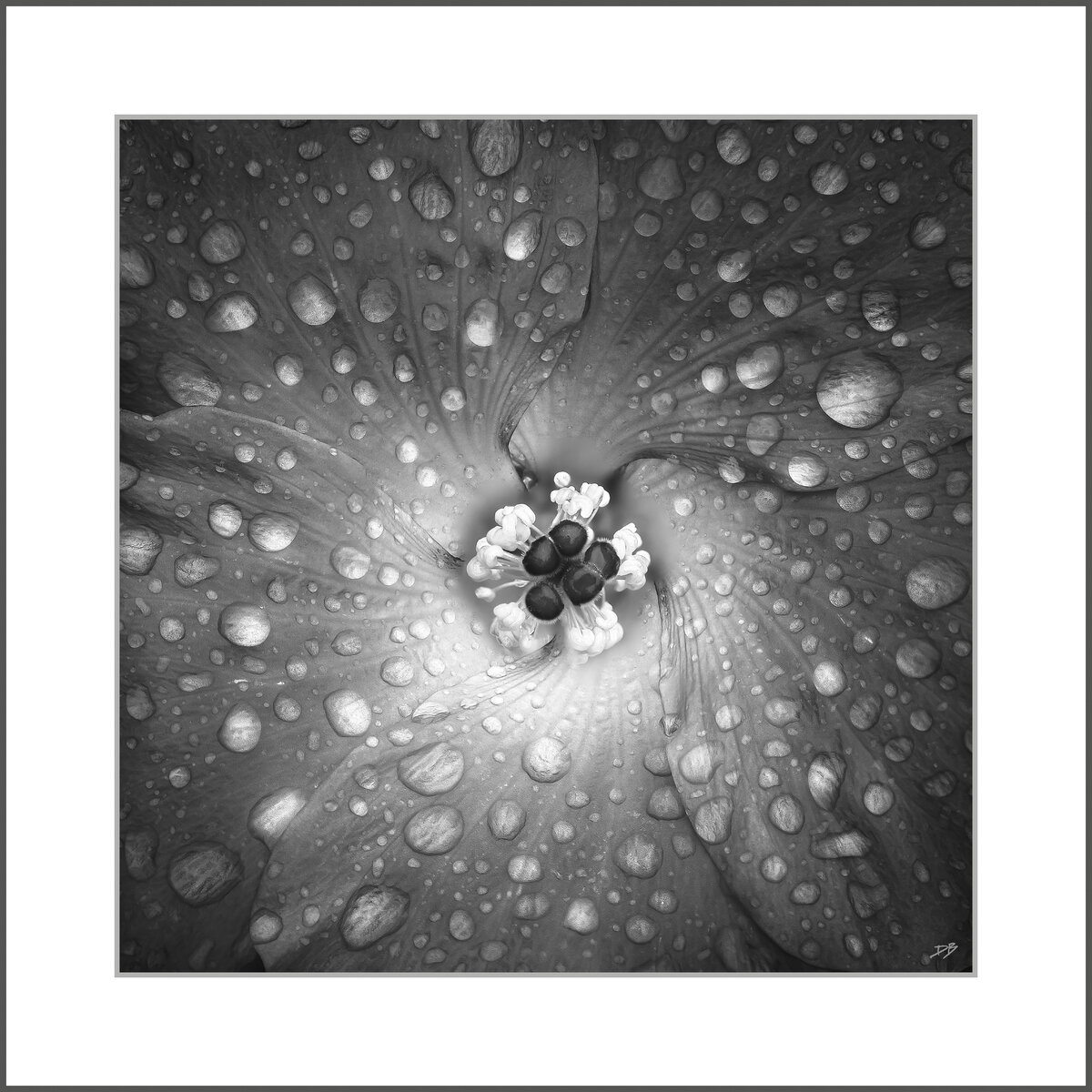 Hibiscus BW DB Framed.jpg
