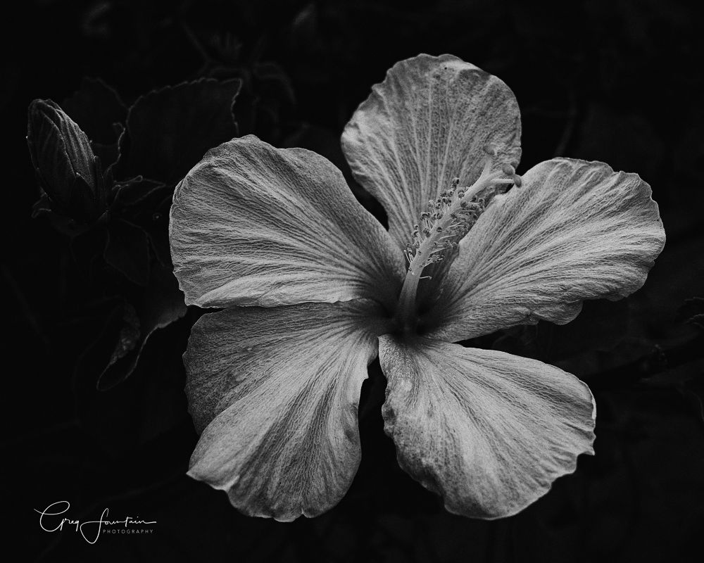 Hibiscus-BW.JPG