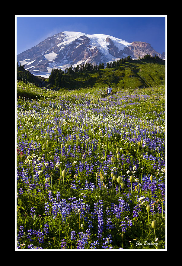 hiking-flower-medow-pano.jpg