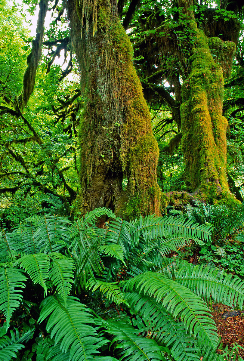 Hoh Rainforest 2.jpg