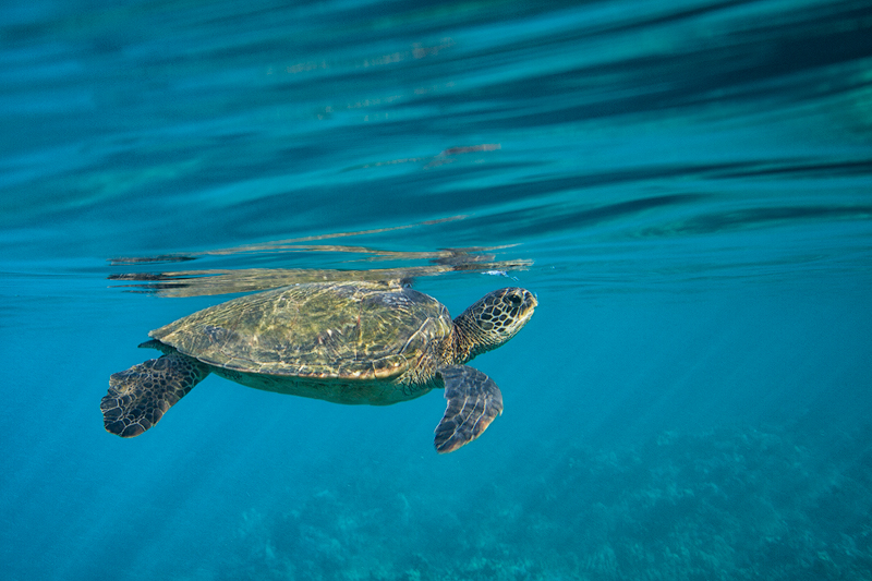 Honu from Maui | Focal World