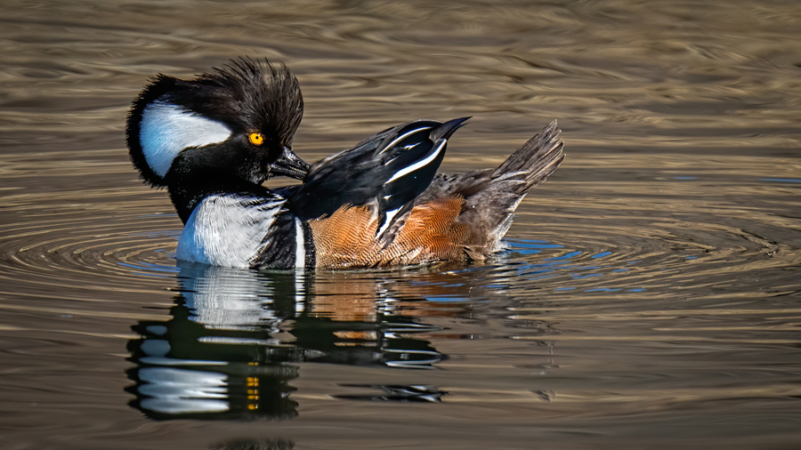 Hooded merganser-5320-Edit.jpg