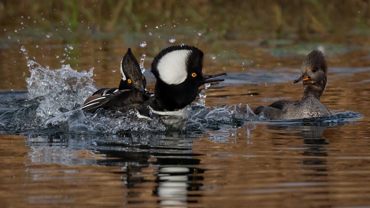 Hooded merganser-5560-Edit.jpg