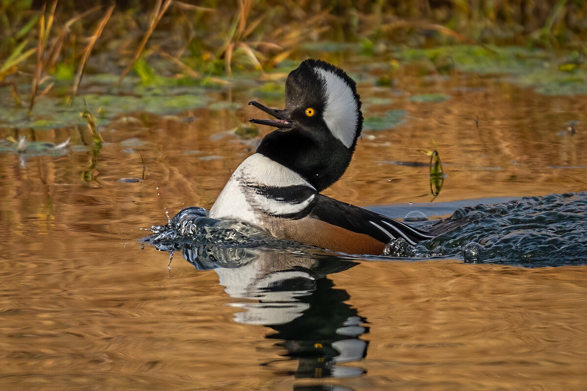 Hooded Merganser-5629-Edit.jpg