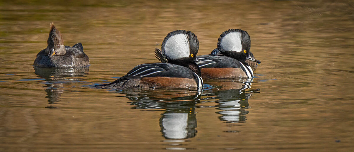 Hooded merganser-9463-Edit.JPG