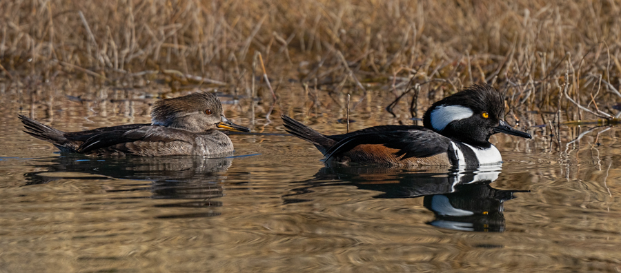Hooded mergansers-5413-Edit.jpg