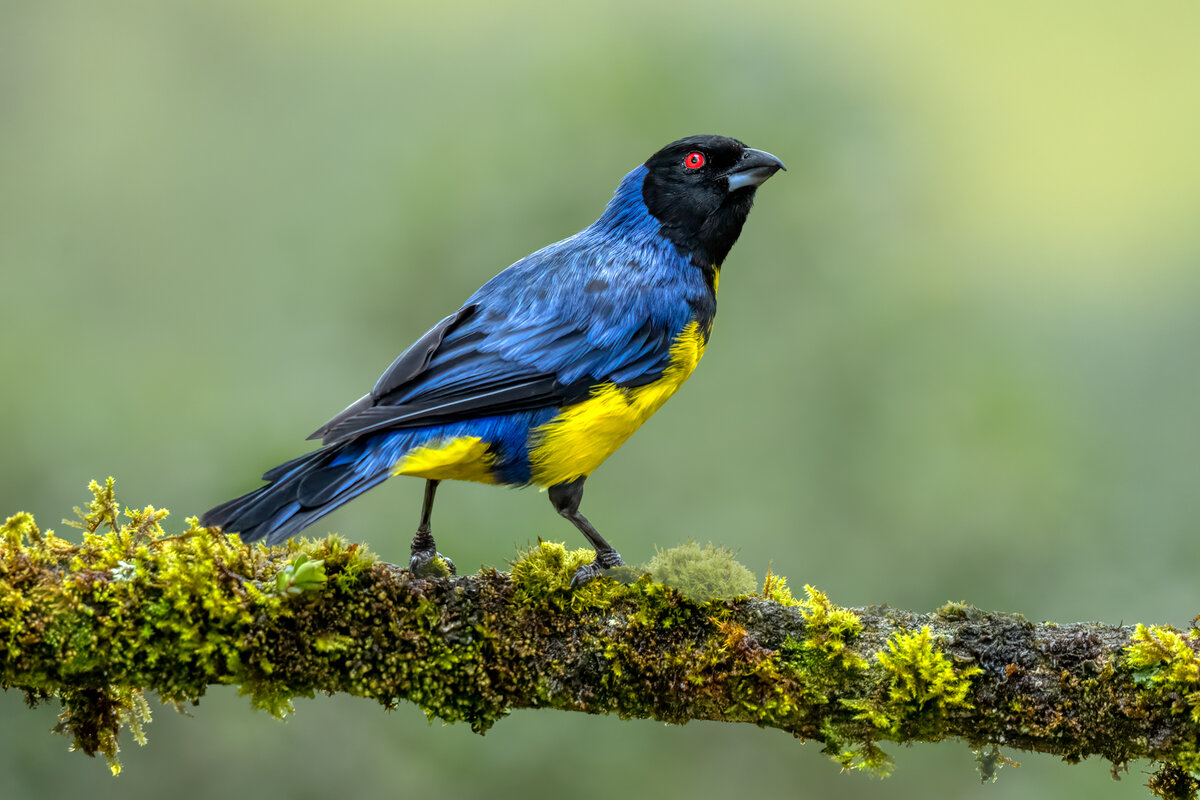 Hooded Mountain-Tanager-.jpg