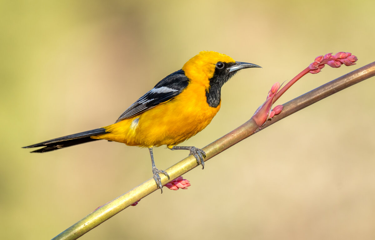Hooded oriole-03030-Edit.jpg