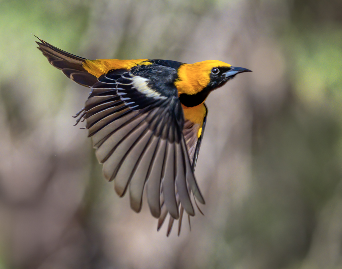 Hooded Oriole-07674-Edit.jpg