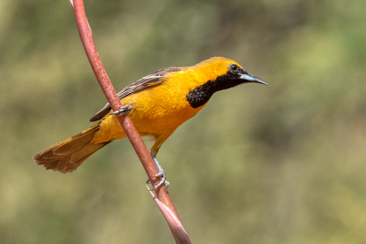 Hooded oriole 08624-Edit.jpg