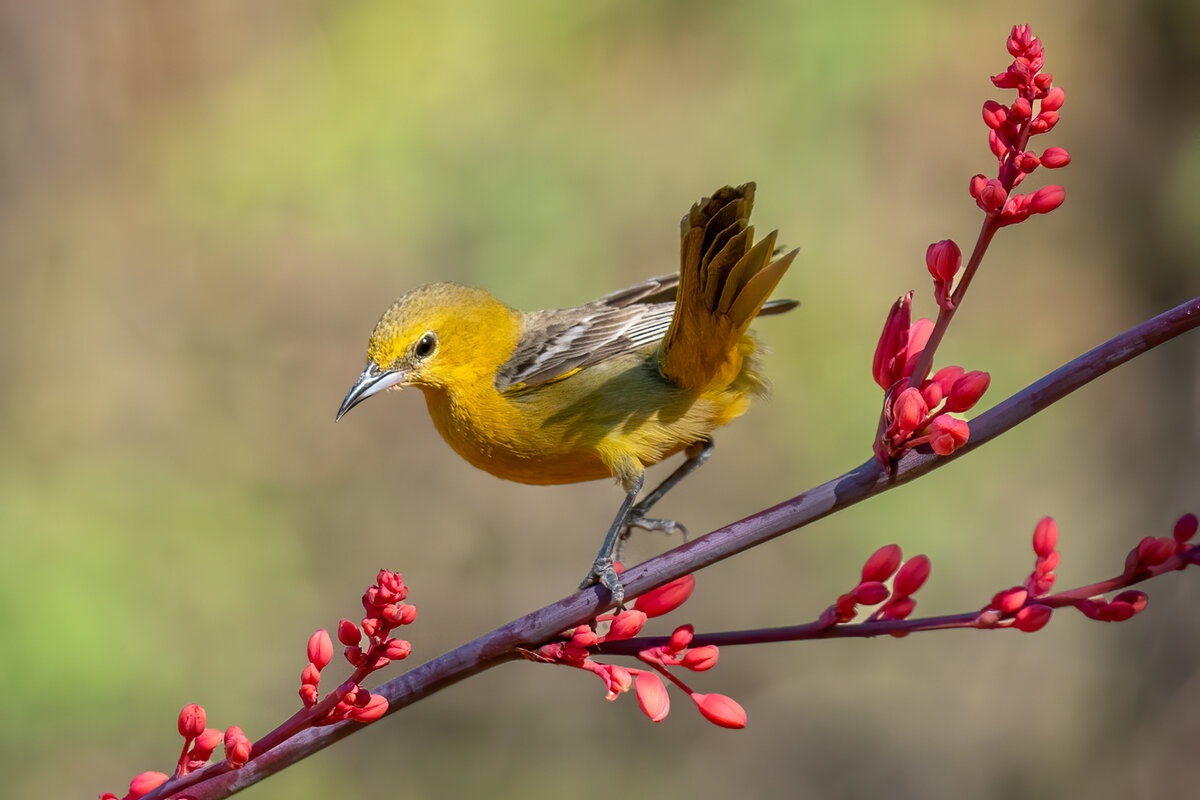 Hooded oriole-1261-Edit.jpg