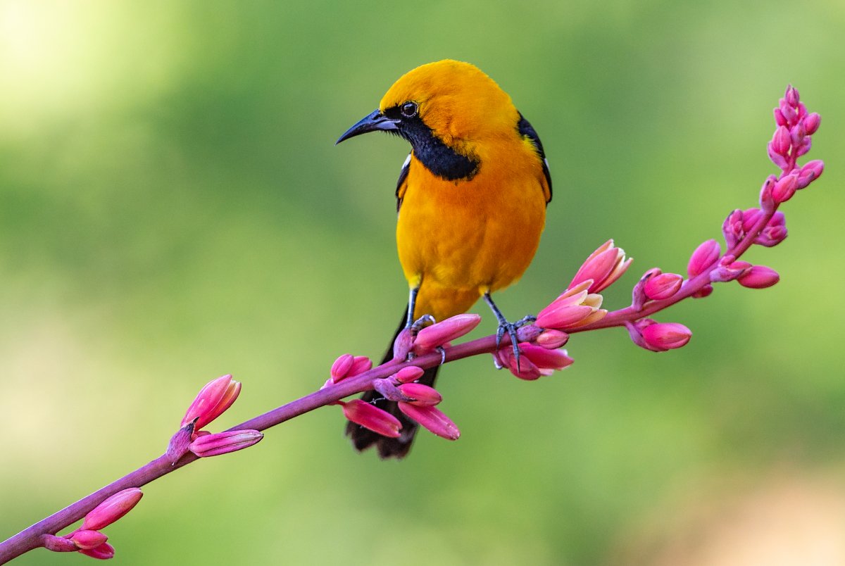 Hooded Oriole-362-Edit.jpg