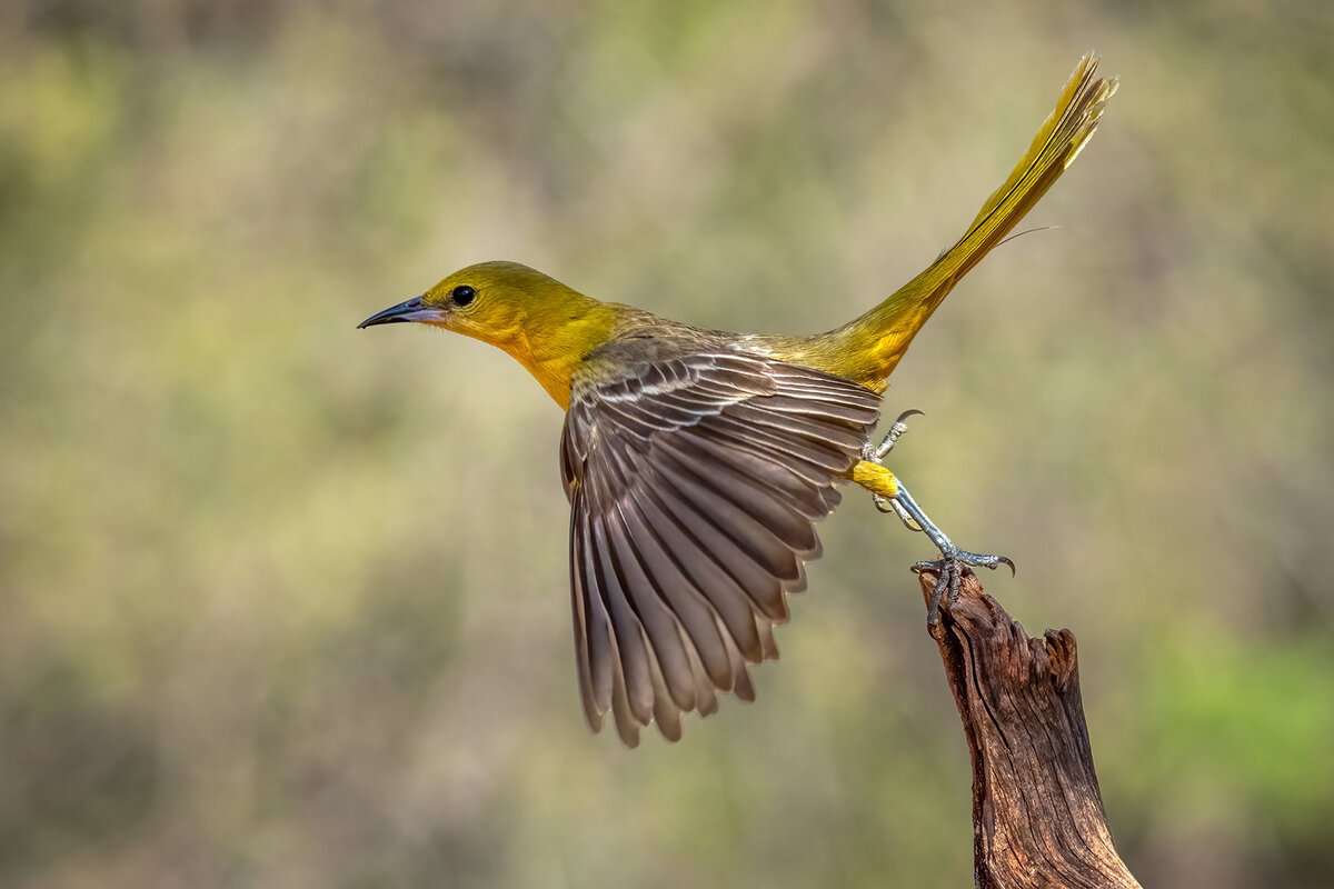 Hooded Oriole female 1.jpg