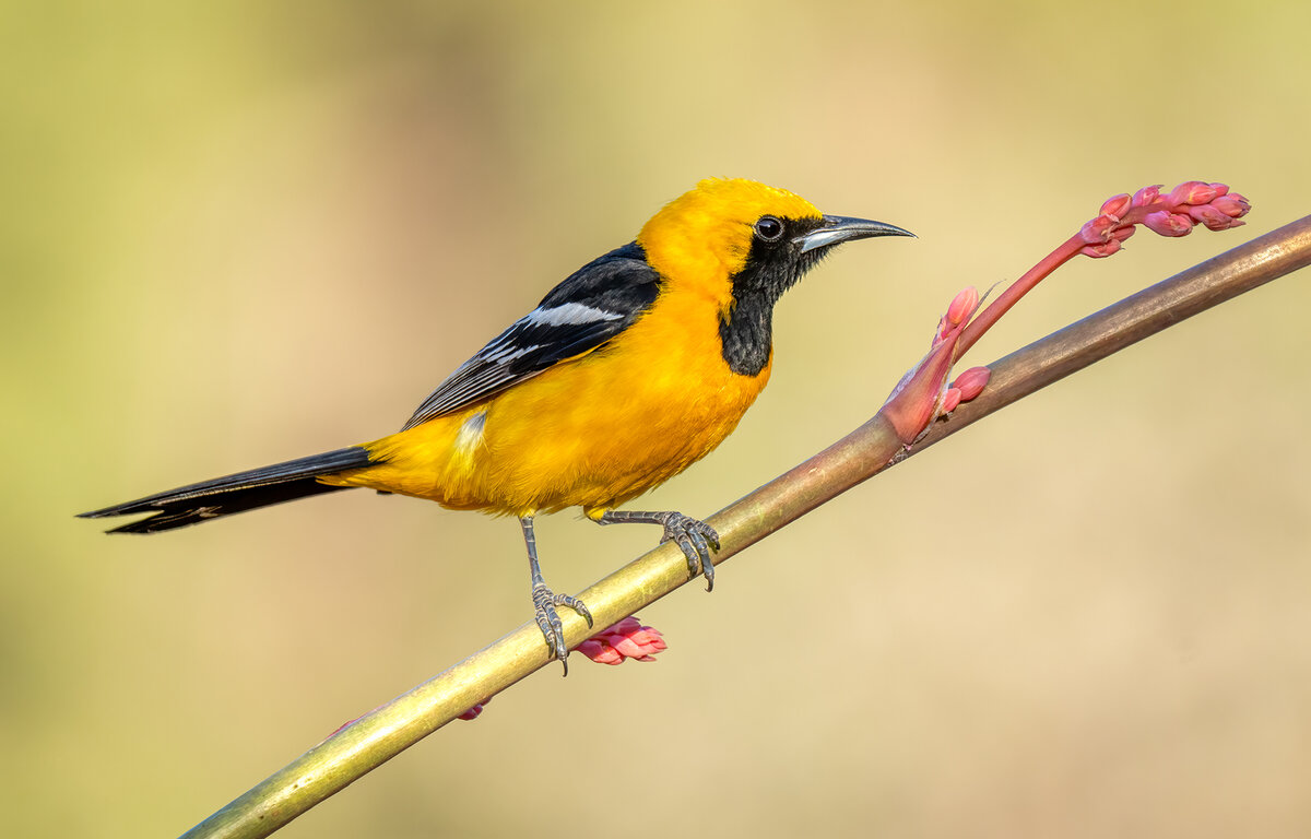 Hooded Oriole male.jpg