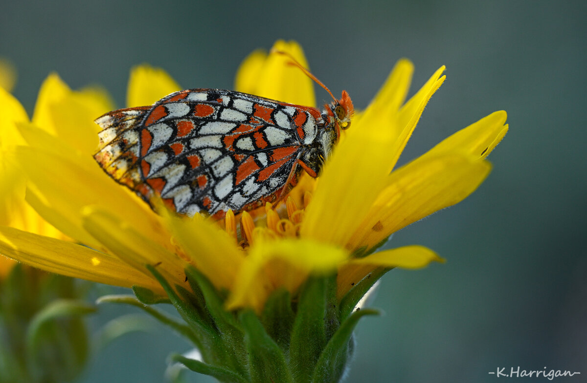 Hooker's Balsamroot with pollinator.jpg