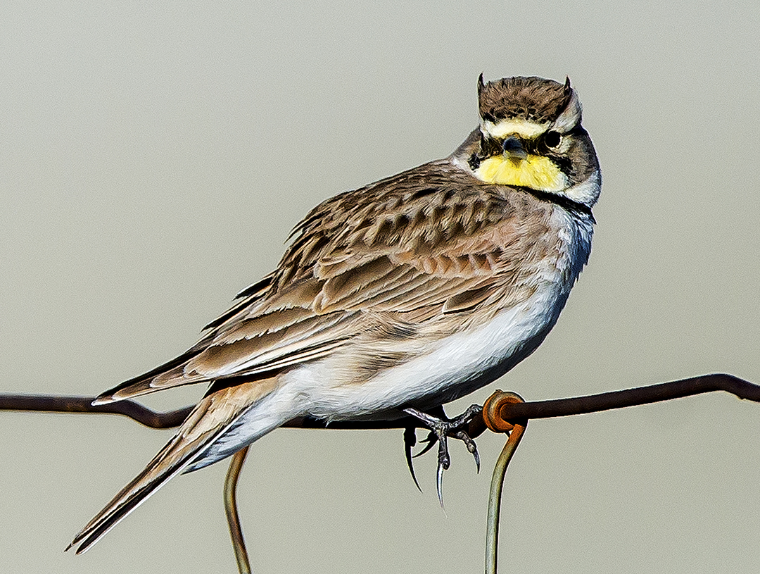 Horned Lark (1 of 1).jpg