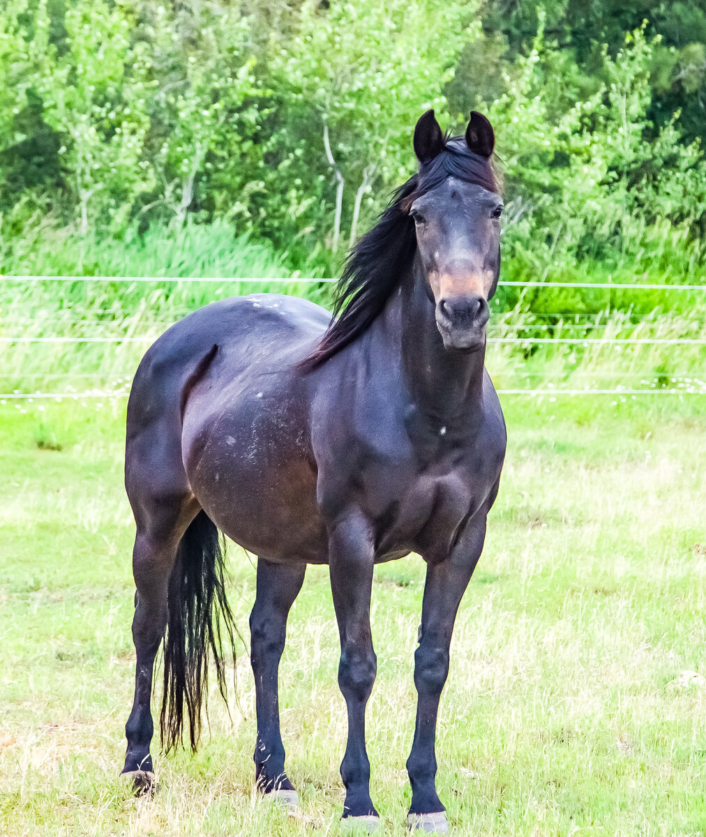 Horse #1.jpg