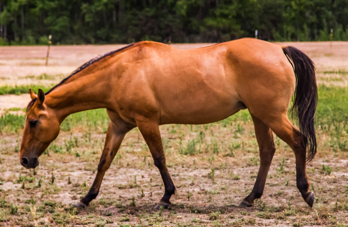 Horse #3.jpg