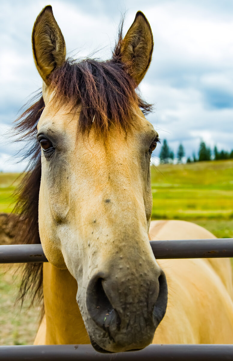 Horse #4.jpg