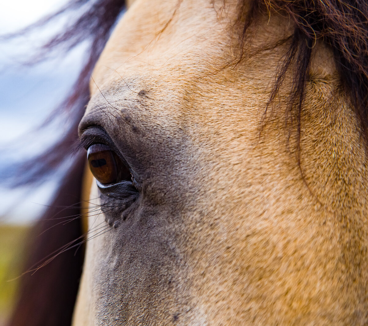 Horse #6.jpg