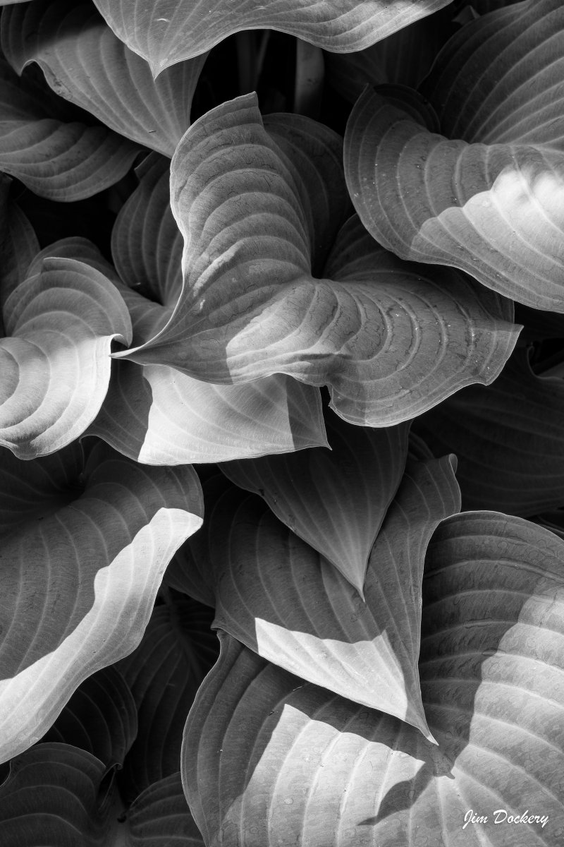 Hostas-(29).jpg