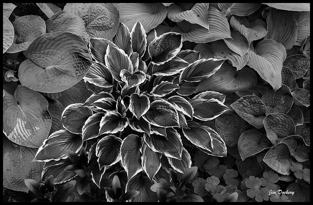 Hostas-(3).jpg