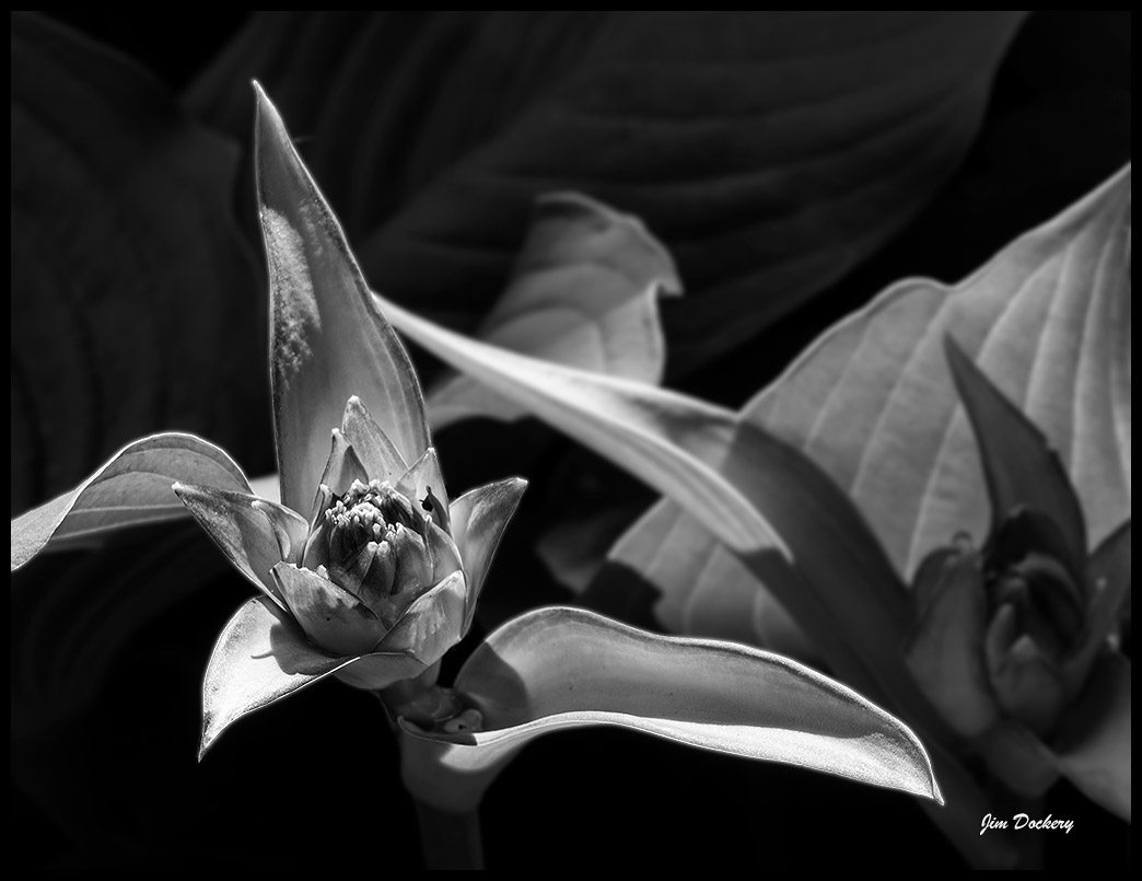 Hostas-(30).jpg