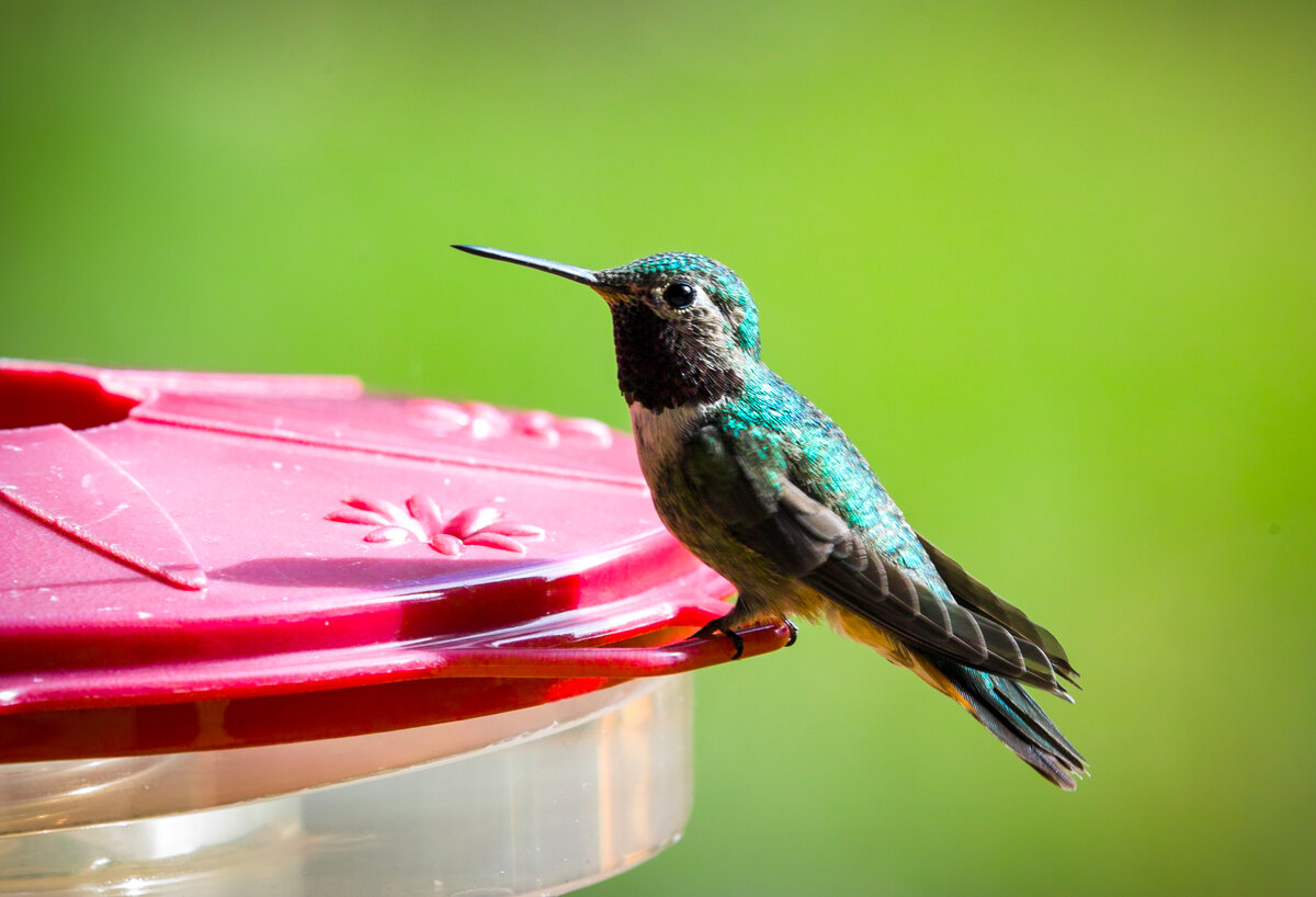 Humming Bird | Focal World