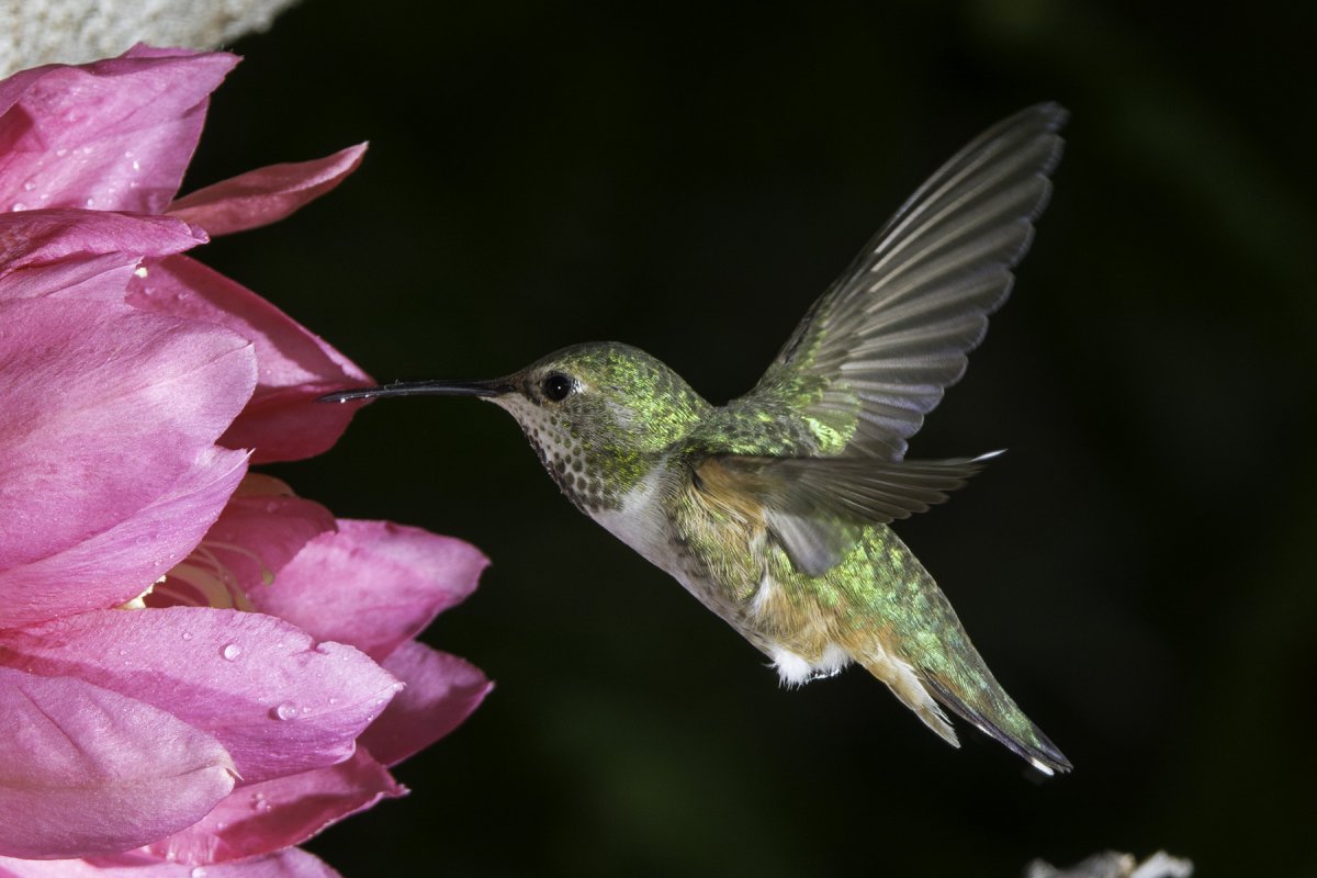 Hummer -02.jpg