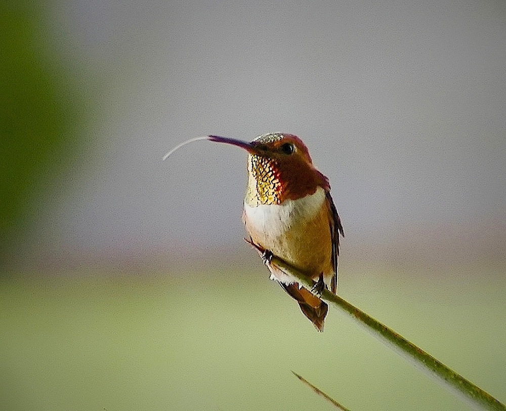 Hummer.jpg
