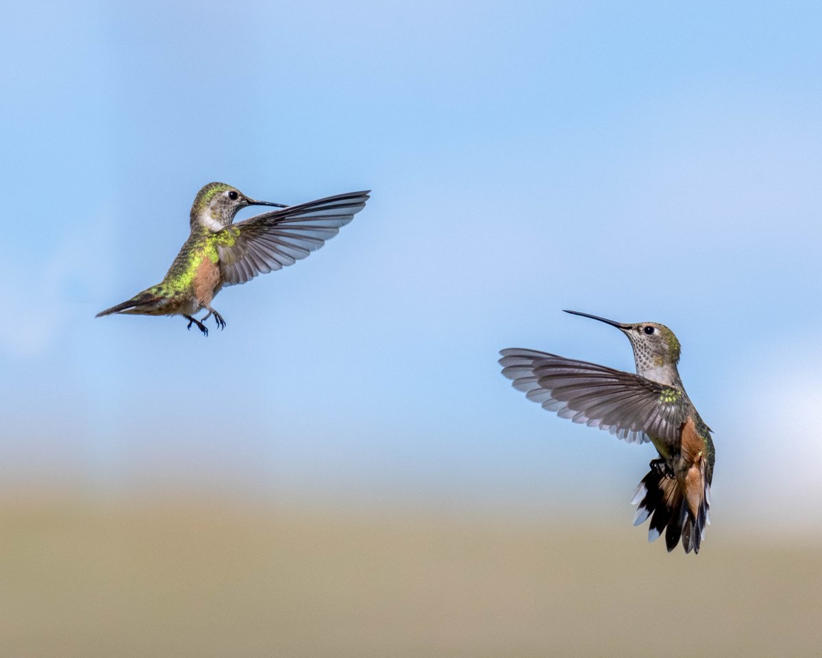 Hummers.jpg