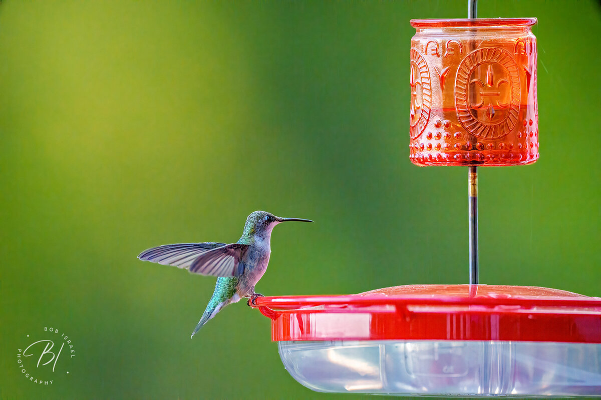 Hummingbird 090423-14-Edit-Edit-Edit.jpg